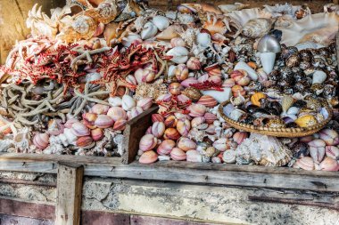 Asssorted sea shells at seafood market clipart