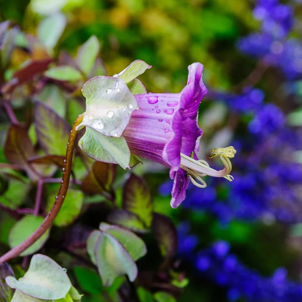 朝露とライラックの花 — ストック写真