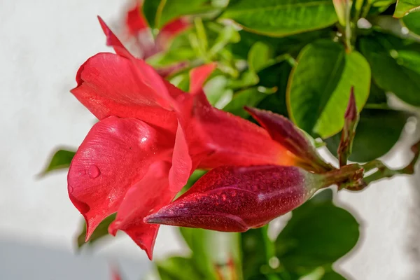 Flor rosa con rocío matutino — Foto de Stock