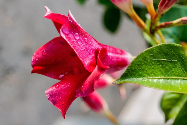 Růžový květ s ranní rosou — Stock fotografie