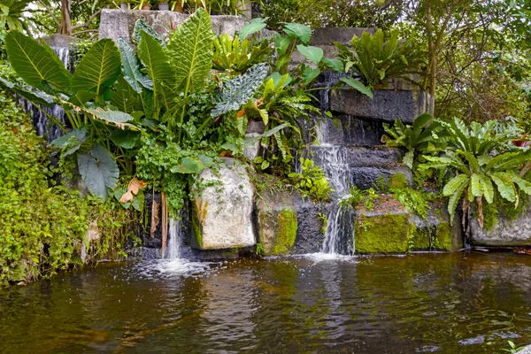 トロピカル ガーデン、池や植物 — ストック写真