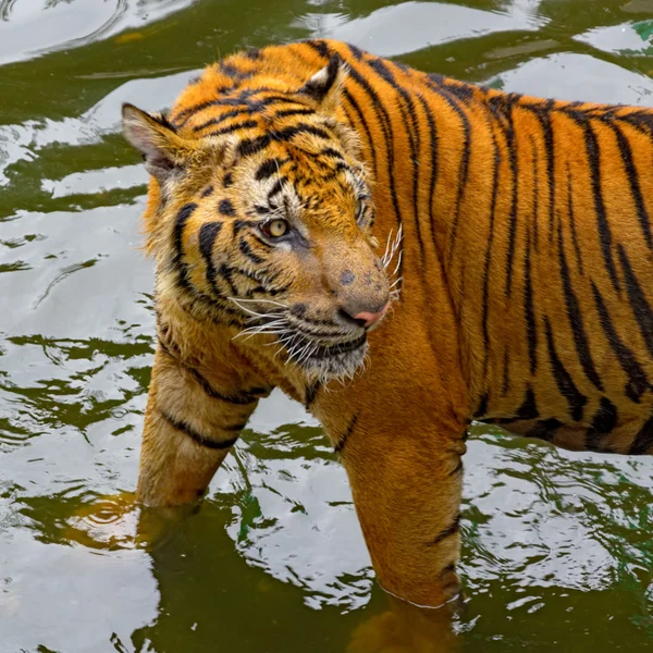 Tigre in acqua — Foto Stock