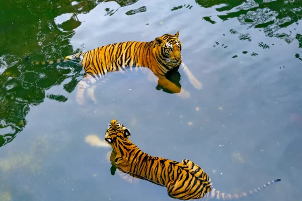 Tigri in acqua — Foto Stock