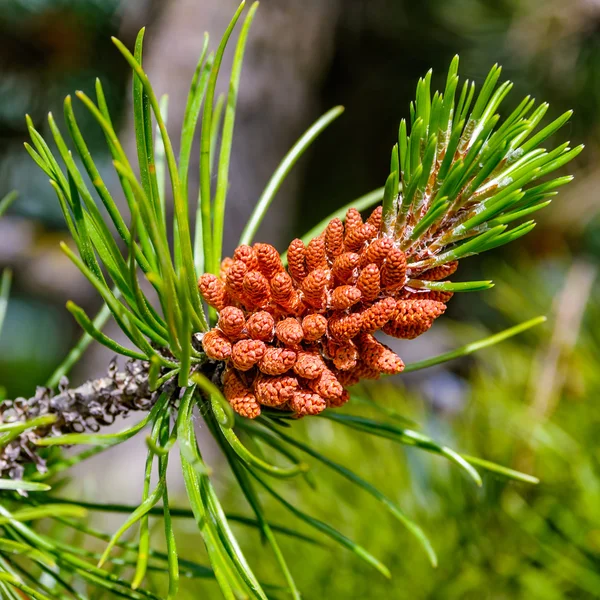 Pine blommor med grunt Dof — Stockfoto