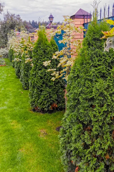 Ahorntræer og stedsegrøn thuja - Stock-foto