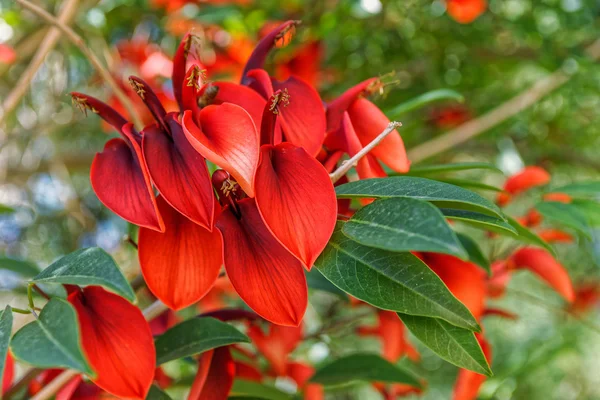 Cockspur Coral Tree flores — Fotografia de Stock