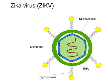 Zika virüs yapısı