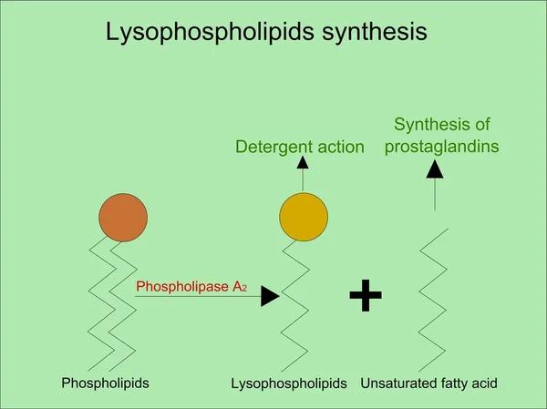 Esquema de síntesis de lisofosfolípidos — Vector de stock