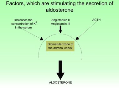 The secretion of aldosterone clipart