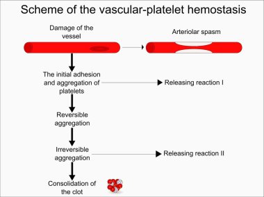 The vascular-platelet hemostasis clipart