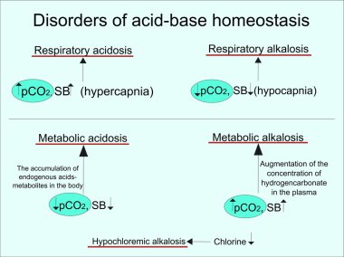 Acid base homeostasis clipart