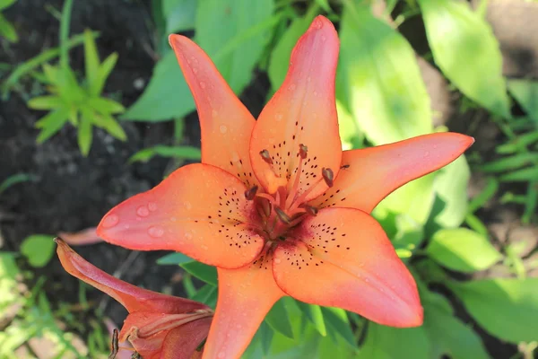 Lily — Stok fotoğraf