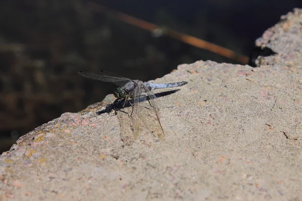 Dragonfly — Stock Photo, Image