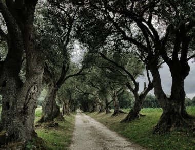 Bir zeytin ağacı kaldırımı