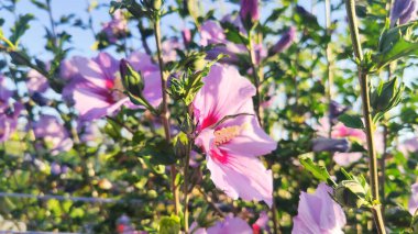 Hibiscus syriacus en un jardn