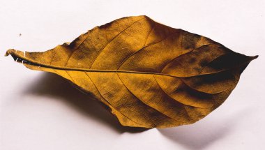 Çok çekici ve çok soyut bir arka plan. Duvar kağıdı ve ürün, işletme ve web sitelerinin tanıtımı için kullanılabilir.