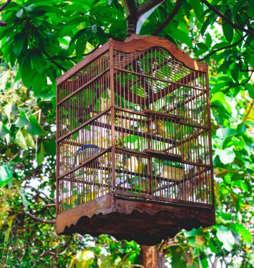 Klasik ve yaratıcı şekilli ahşaptan yapılmış aletlerin fotoğrafı. Ürünleri, ikonları ve ahşap işçiliğiyle ilgili etkinlikleri tanıtmak için çok iyi. Evden çalışmak için mükemmel.