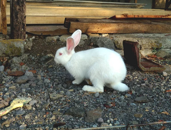 a chubby and very cute white rabbit. white with beautiful eyes.