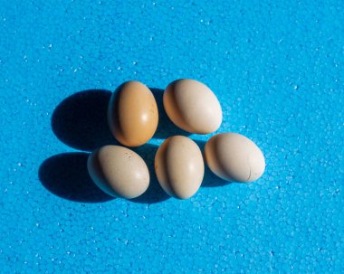 Lezzetli, lezzetli ve besleyici bir yemek için mavi arka planda beyaz tavuk yumurtası. Yumurta bazlı malzemeleri olan gıda ürünleri için bir simge olarak kullanılabilir.