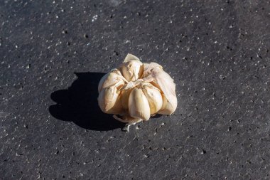 Siyah arka planda sarımsak izole edilmiş. Terfi, iş, aşçılık ve mutfak baharatları için çok iyi..