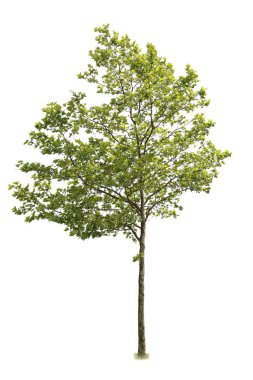 Linden ağacı kesimi, beyaz arkaplanda izole.