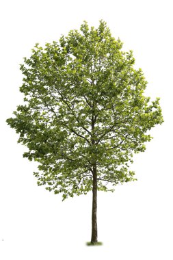 Amerikan Sycamore ağacı, beyaz arka planda izole edilmiş bir tür..