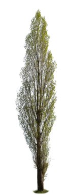 Populus, aynı zamanda Kavak ağacı olarak da bilinir, beyaz arka planda izole edilmiştir..