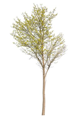 Norveç akçaağacı, bilimsel adı Acer platanoides, beyaz arka planda izole edilmiş.