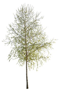 Beyaz arkaplanda Briç ağacı kesimi izole edildi.