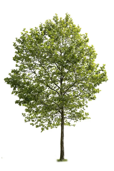 Amerikan Sycamore ağacı, beyaz arka planda izole edilmiş bir tür..
