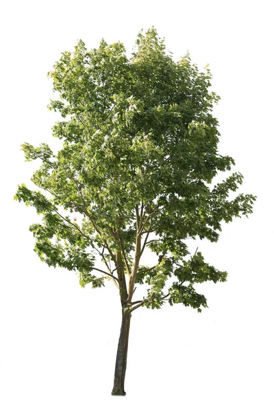 Platane Auch Als Platanus Bekannt Isolierter Baumausschnitt Auf Weißem Hintergrund — Stockfoto