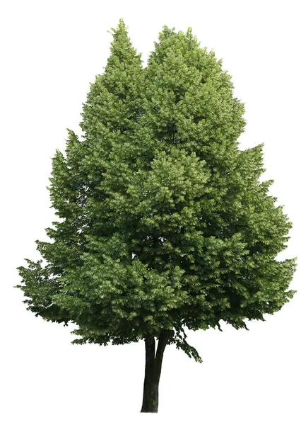 Tilia Cordata Tree Também Conhecida Como Cal Folhas Pequenas Isolada — Fotografia de Stock