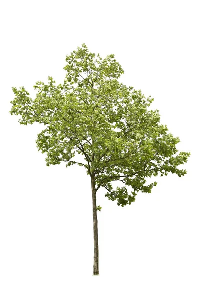 Árbol Único Con Hojas Verdes Cortadas Aisladas Sobre Fondo Blanco —  Fotos de Stock