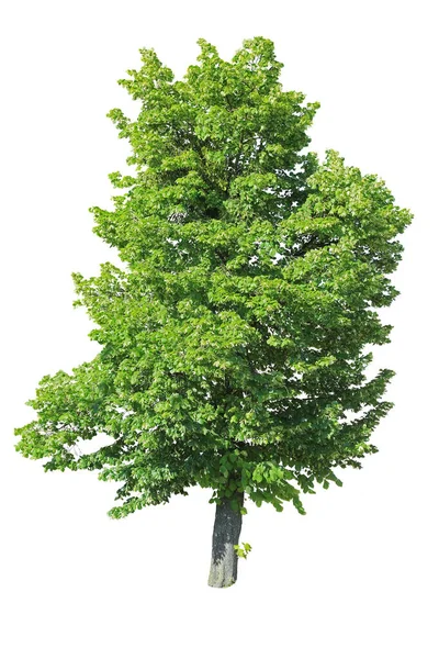 Beyaz arkaplanda yeşil yapraklı ıhlamur ağacı izole.