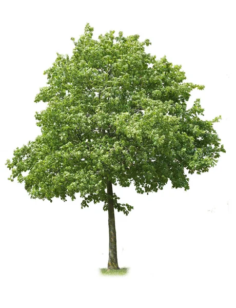 Zielone Drzewo Białym Tle — Zdjęcie stockowe