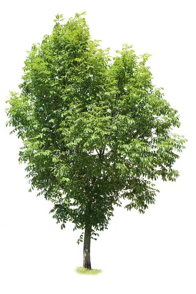 Quercus Olarak Bilinen Meşe Ağacı Beyaz Arka Planda Izole Edilmiştir — Stok fotoğraf