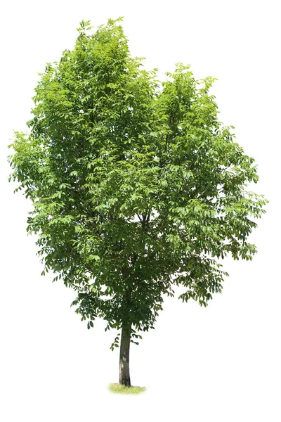 Quercus olarak da bilinen meşe ağacı beyaz arka planda izole edilmiştir.