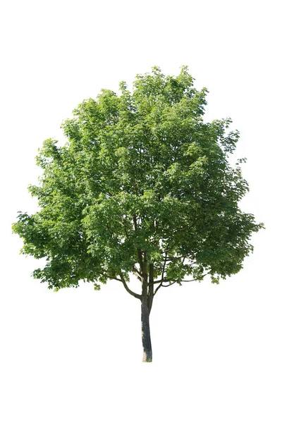 Fraxinus Velutina Kadife Kül Beyaz Arka Planda Izole Edilmiş Ağaç — Stok fotoğraf