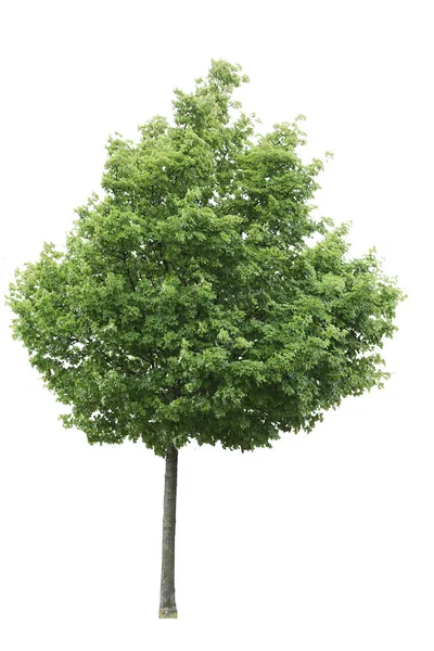 Groene Lindeboom Geïsoleerd Witte Achtergrond — Stockfoto