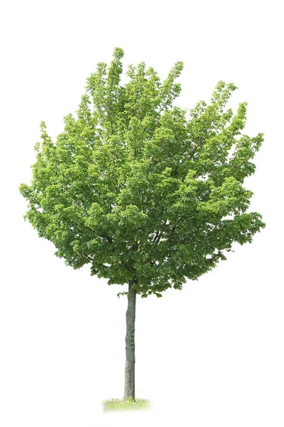 Großblättrige Linde Isoliert Ausgeschnittener Baum Auf Weißem Hintergrund — Stockfoto