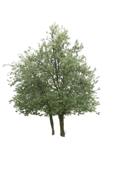 Linden Uma Árvore Que Pertence Família Tilia Isolada Sobre Fundo — Fotografia de Stock