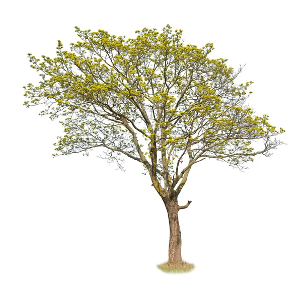 Wiosna Klon Drzewo Wyciąć Izolowane Białym Tle — Zdjęcie stockowe