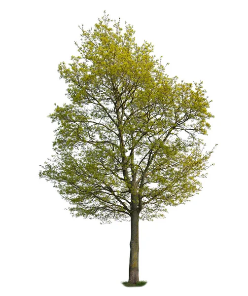 Grande Árvore Bordo Com Folhas Verdes Isoladas Fundo Branco — Fotografia de Stock