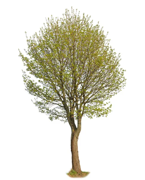 Callery Peer Ook Bekend Als Pyrus Calleryana Geïsoleerde Boom Witte — Stockfoto