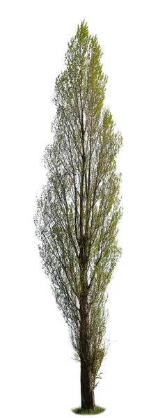 Populus, aynı zamanda Kavak ağacı olarak da bilinir, beyaz arka planda izole edilmiştir..