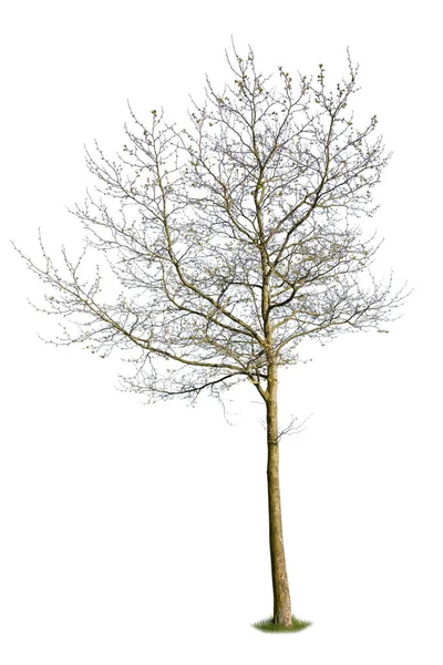 Laubbaum Vor Der Blüte Frühling Schnittbaum — Stockfoto