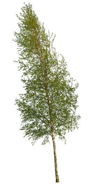 Betula Ağacı Beyaz Arka Planda Izole Huş Ağacı Bahar Mevsiminde — Stok fotoğraf