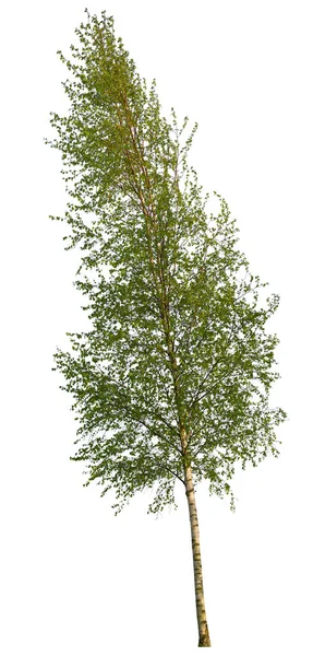Betula ağacı beyaz arka planda izole, huş ağacı bahar mevsiminde.