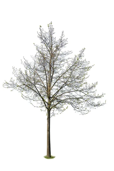 白地に孤立した木を切り出したカポックの木 — ストック写真