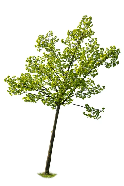 Albero Acero Foglie Verdi Isolato Sfondo Bianco — Foto Stock